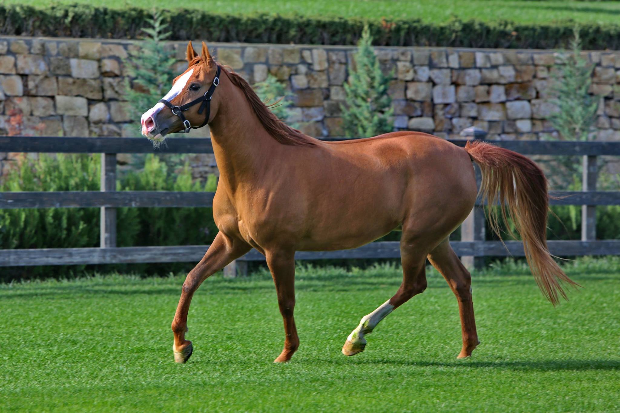 Azerbaijan Horse